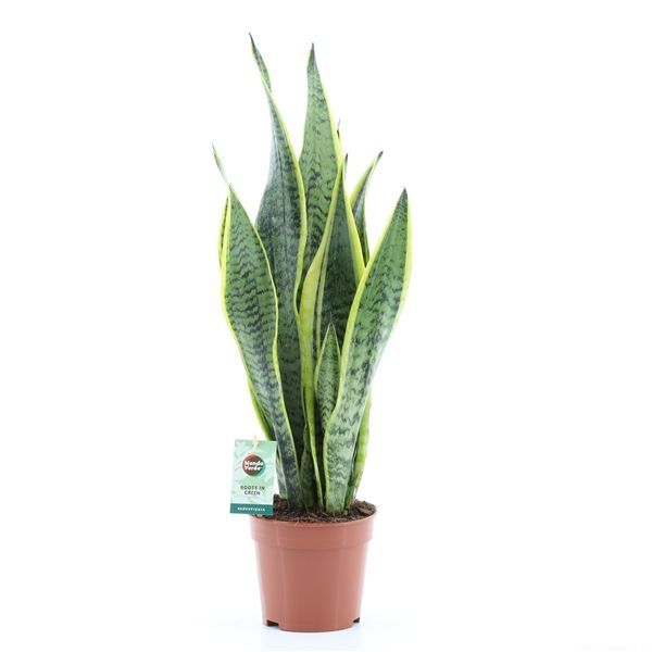 Sansevieria Laurentii aka Snake Plant