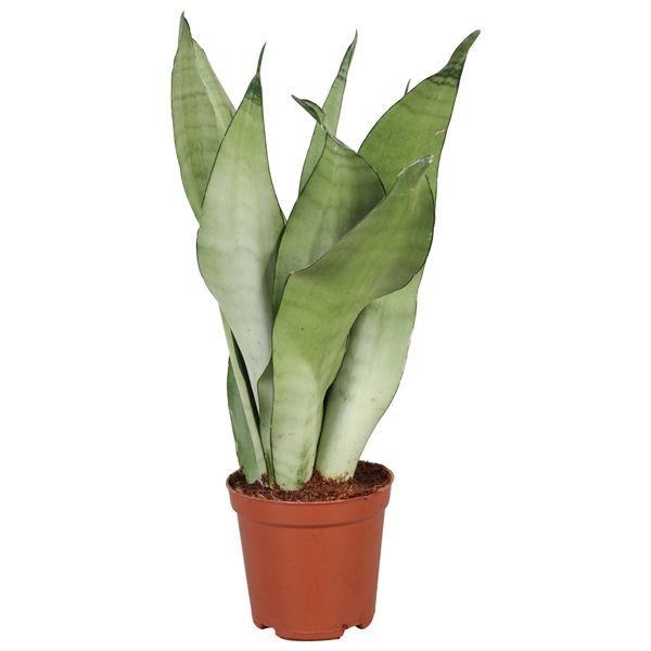 Sansevieria Moonshine aka Snake Plant