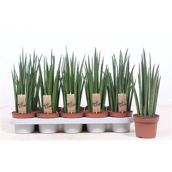Sansevieria Mikado aka Snake Plant