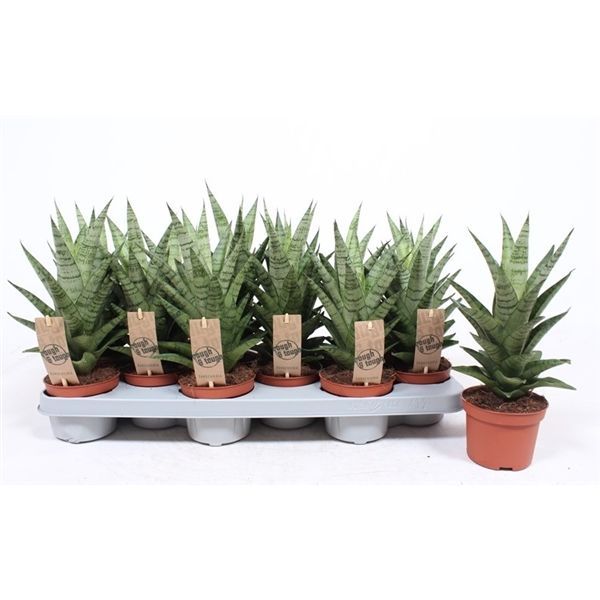 Sansevieria Tough Lady aka Snake Plant