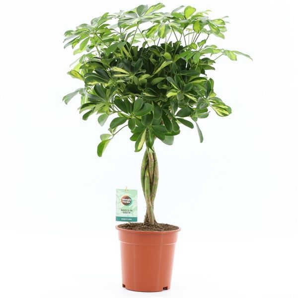 Schefflera Arboricola Gold Capella