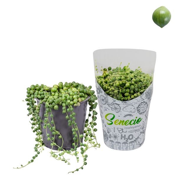 Senecio Rowleyanus aka String of Pearls