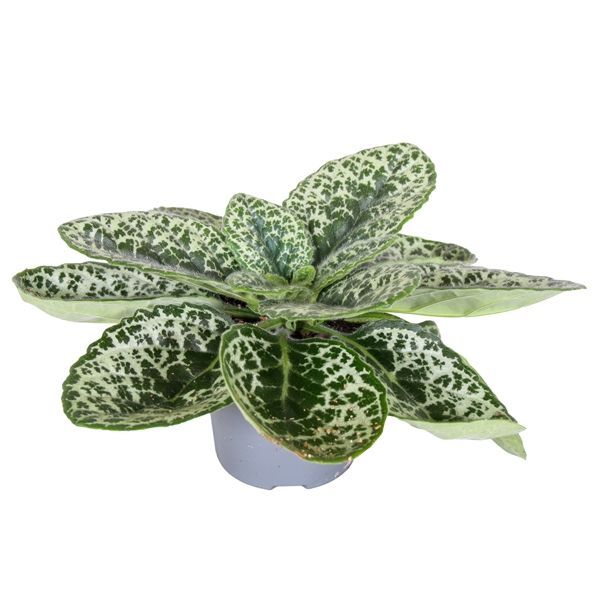 Streptocarpus Pretty Turtle
