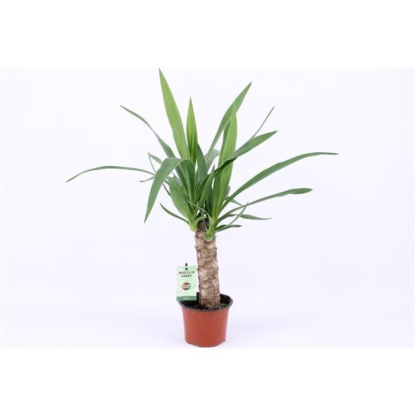 Yucca