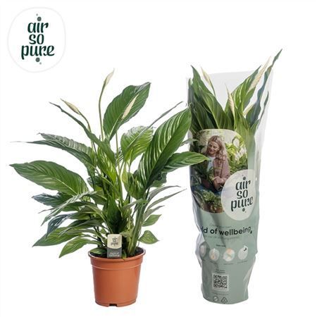 Spathiphyllum Vivaldi aka Peace Lily