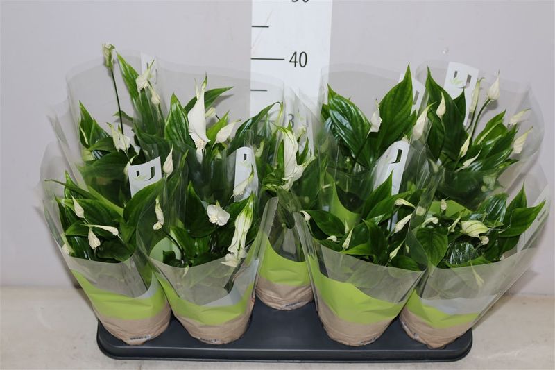 Spathiphyllum Alana aka Peace Lily