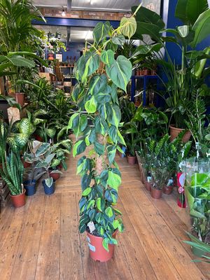 All Houseplants
