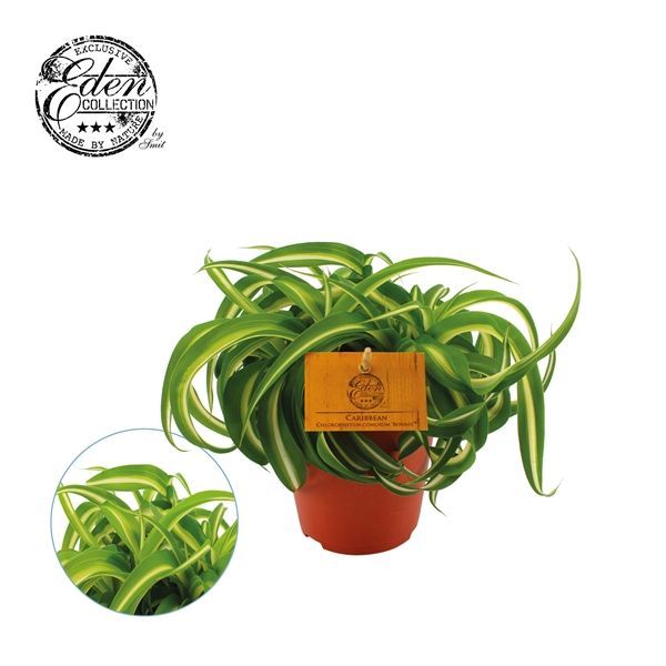 Chlorophytum Bonnie