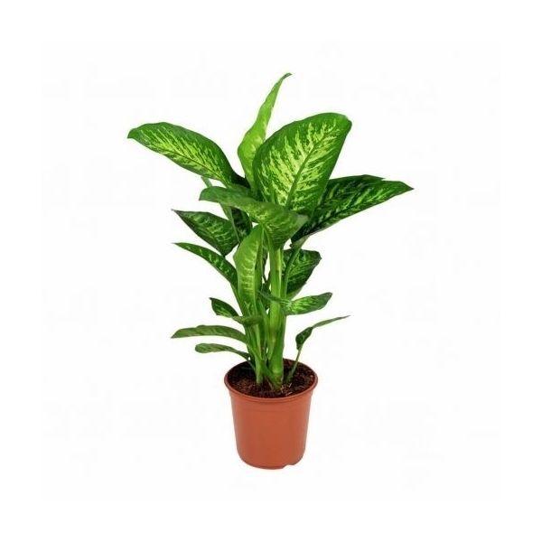 Dieffenbachia Tropic Snow