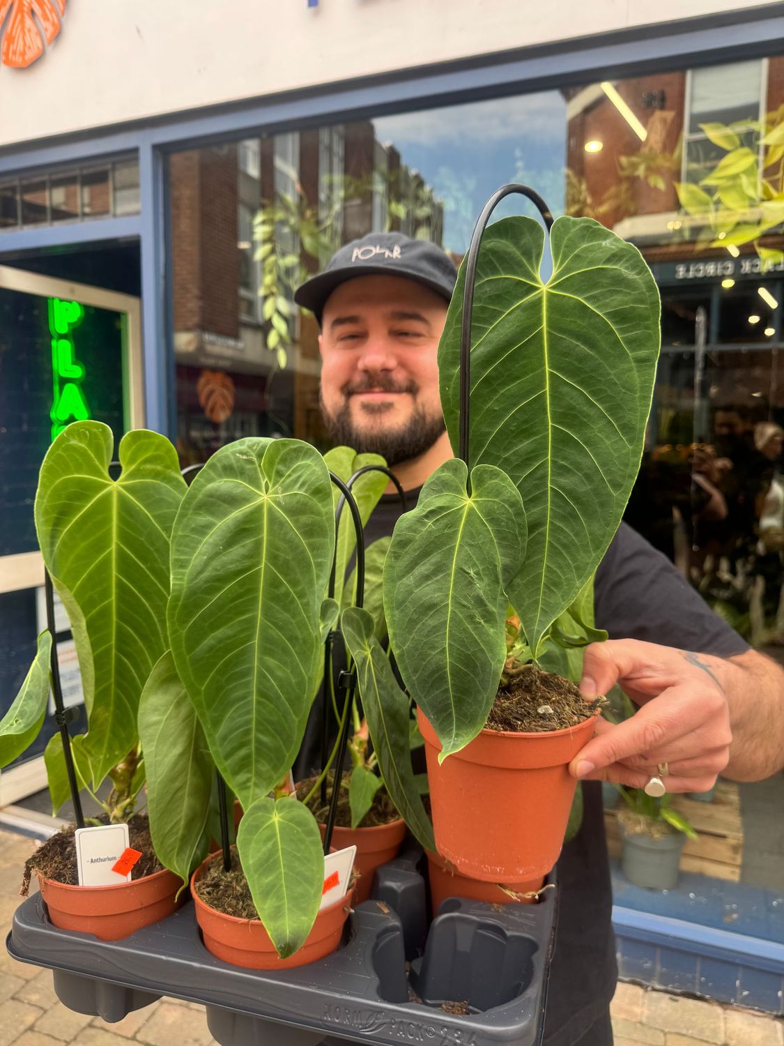 Anthurium Queremalense