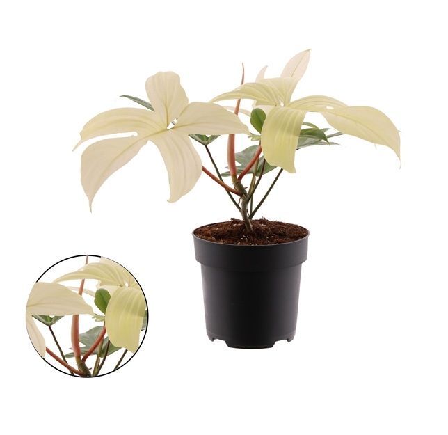 Philodendron Florida Ghost