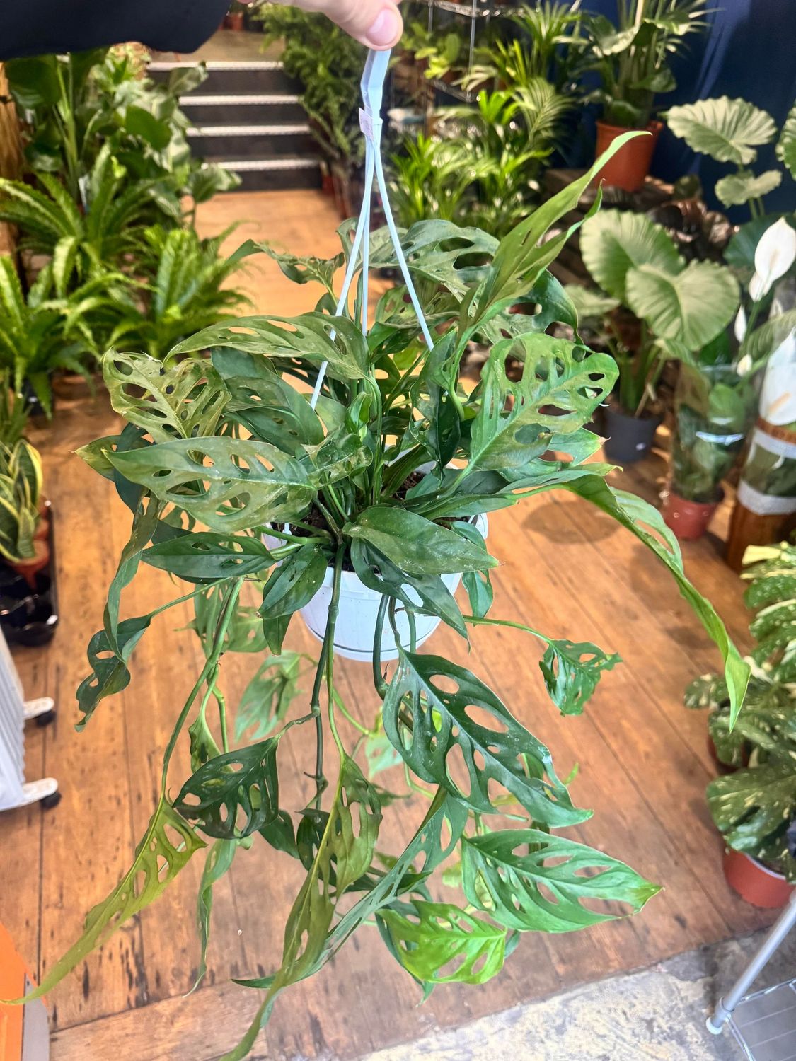 Monstera Monkey Mask - Hanging