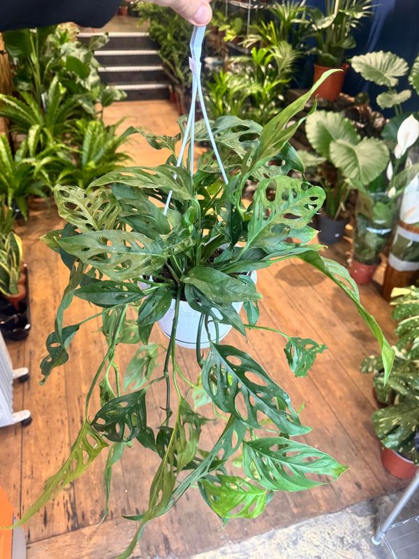 Monstera Monkey Mask - Hanging