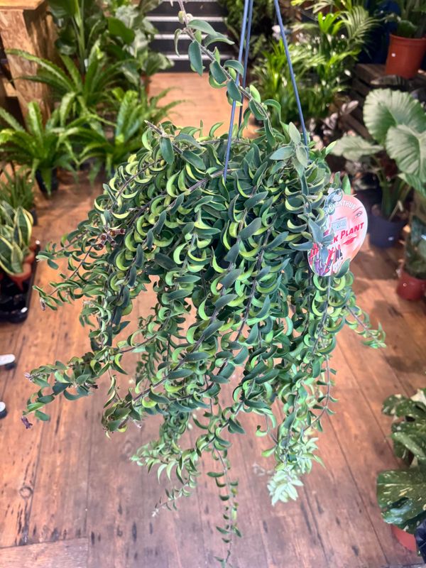​Aeschynanthus aka Lipstick Plant Hanging​