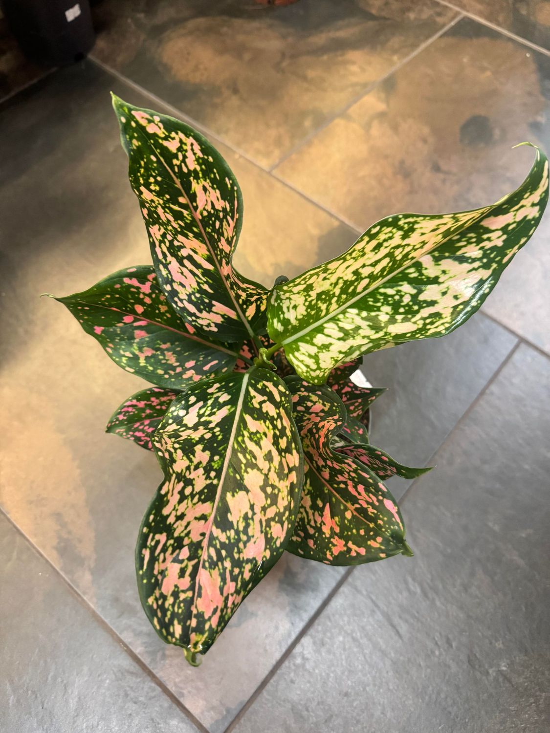 Aglaonema Pink Leopard