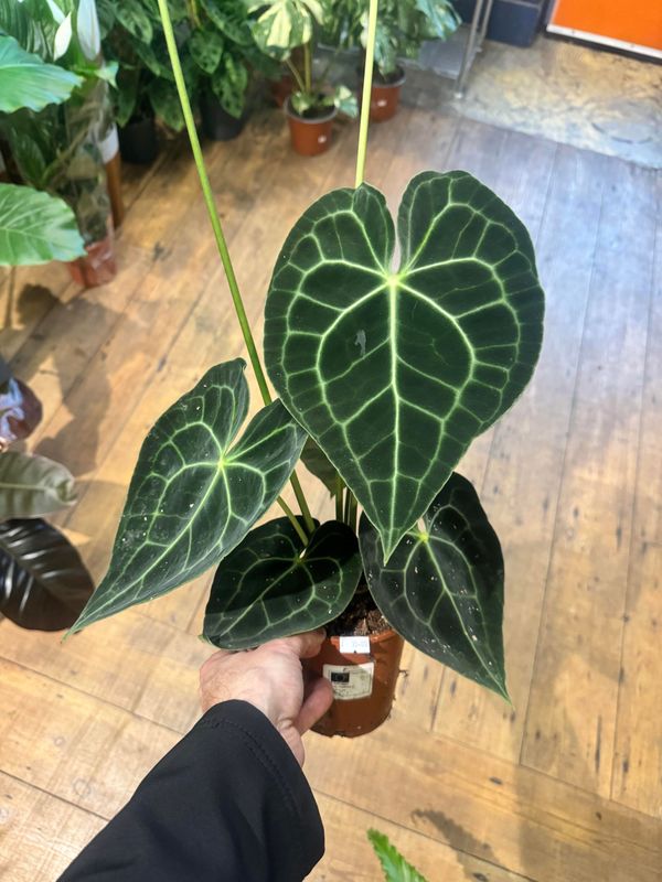 Anthurium Clarinervium