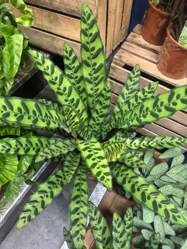 Calathea Rattlesnake