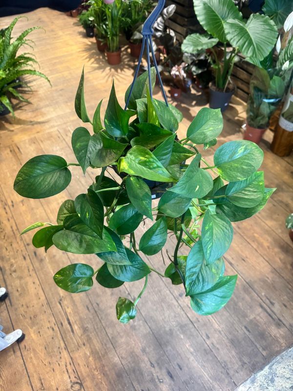 Epipremnum Aureum aka Pothos