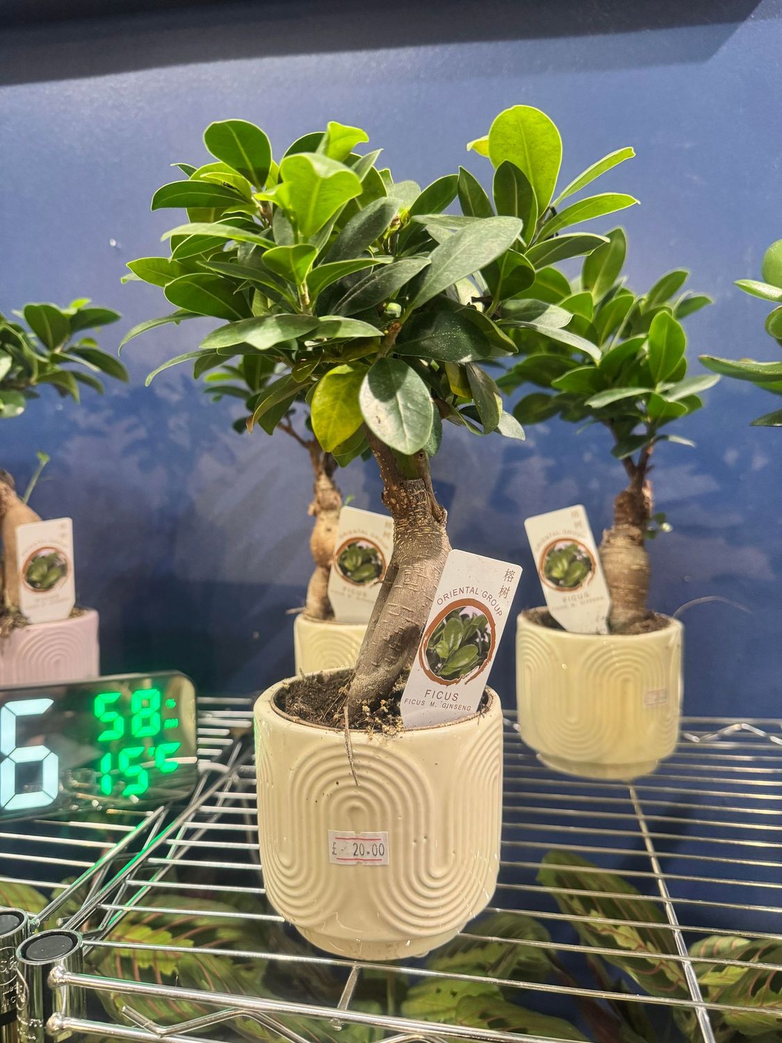 Bonsai (Ficus Ginseng) with Cermaic Pot