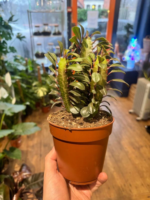 Euphorbia Trigona Rubra