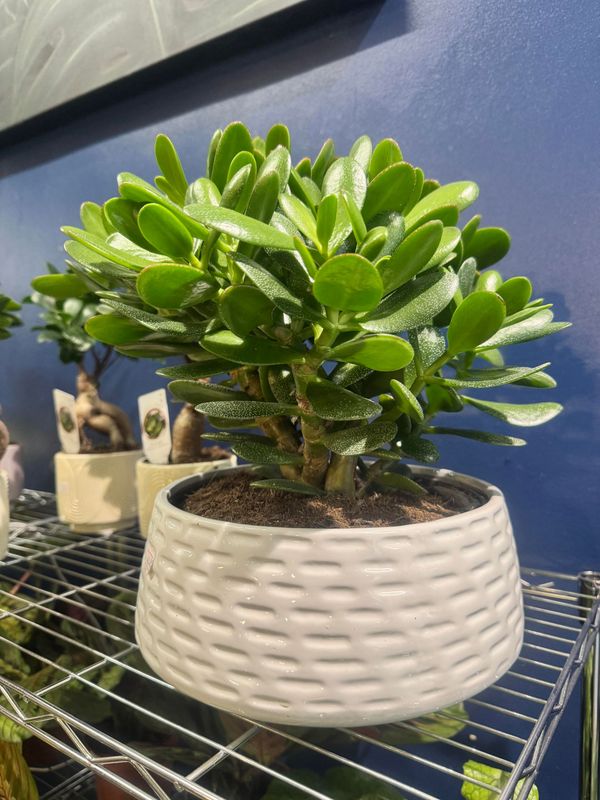 Crassulla aka Jade/Money Plant