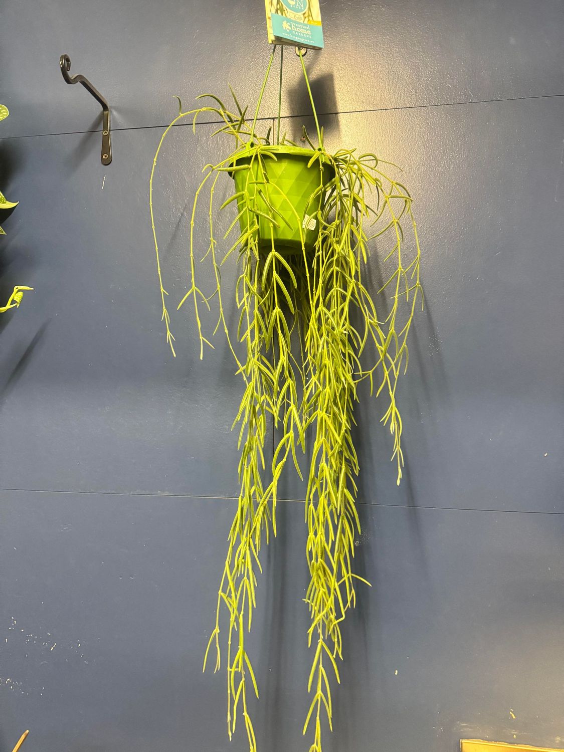 Hoya Lineares Hanging​