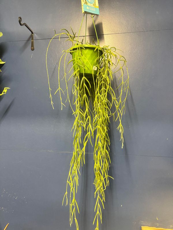 Hoya Lineares Hanging​