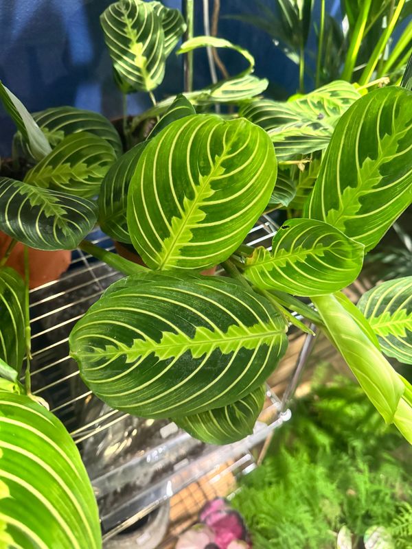 Maranta Lemon Lime