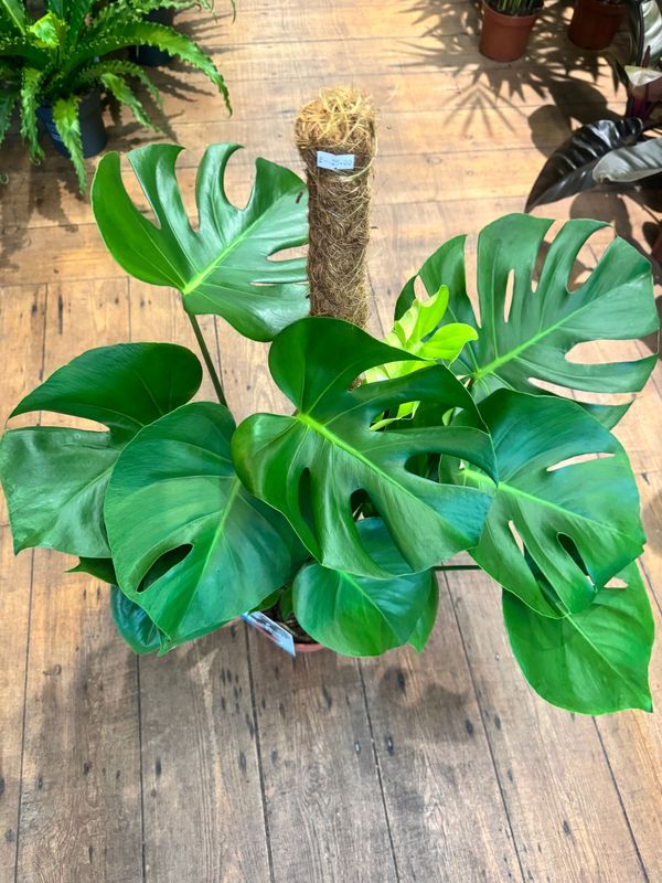 Monstera Deliciosa aka Swiss Cheese Plant