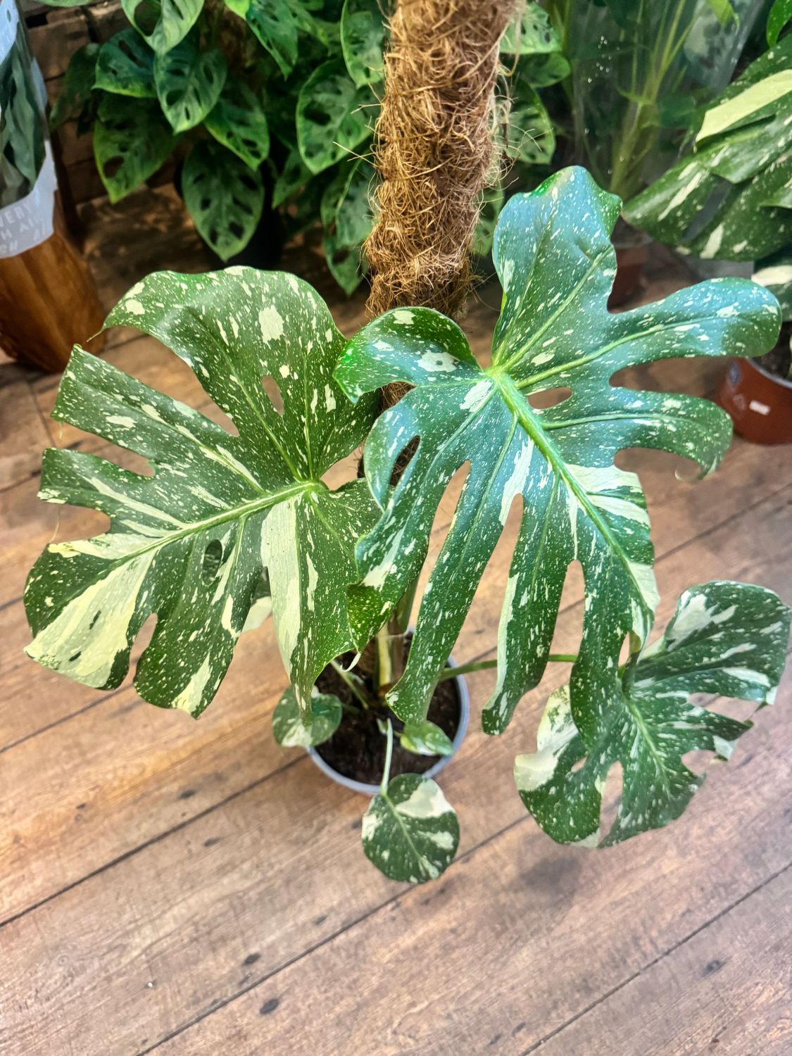 Monstera Thai Constellation