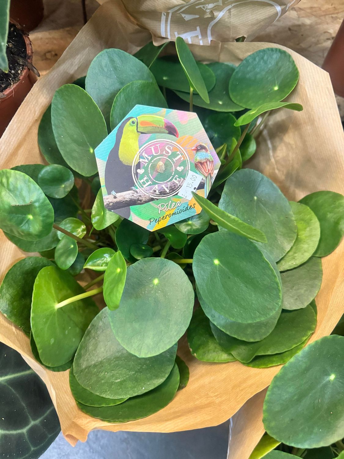 Pilea Peperomioides aka Chinese Money Plant