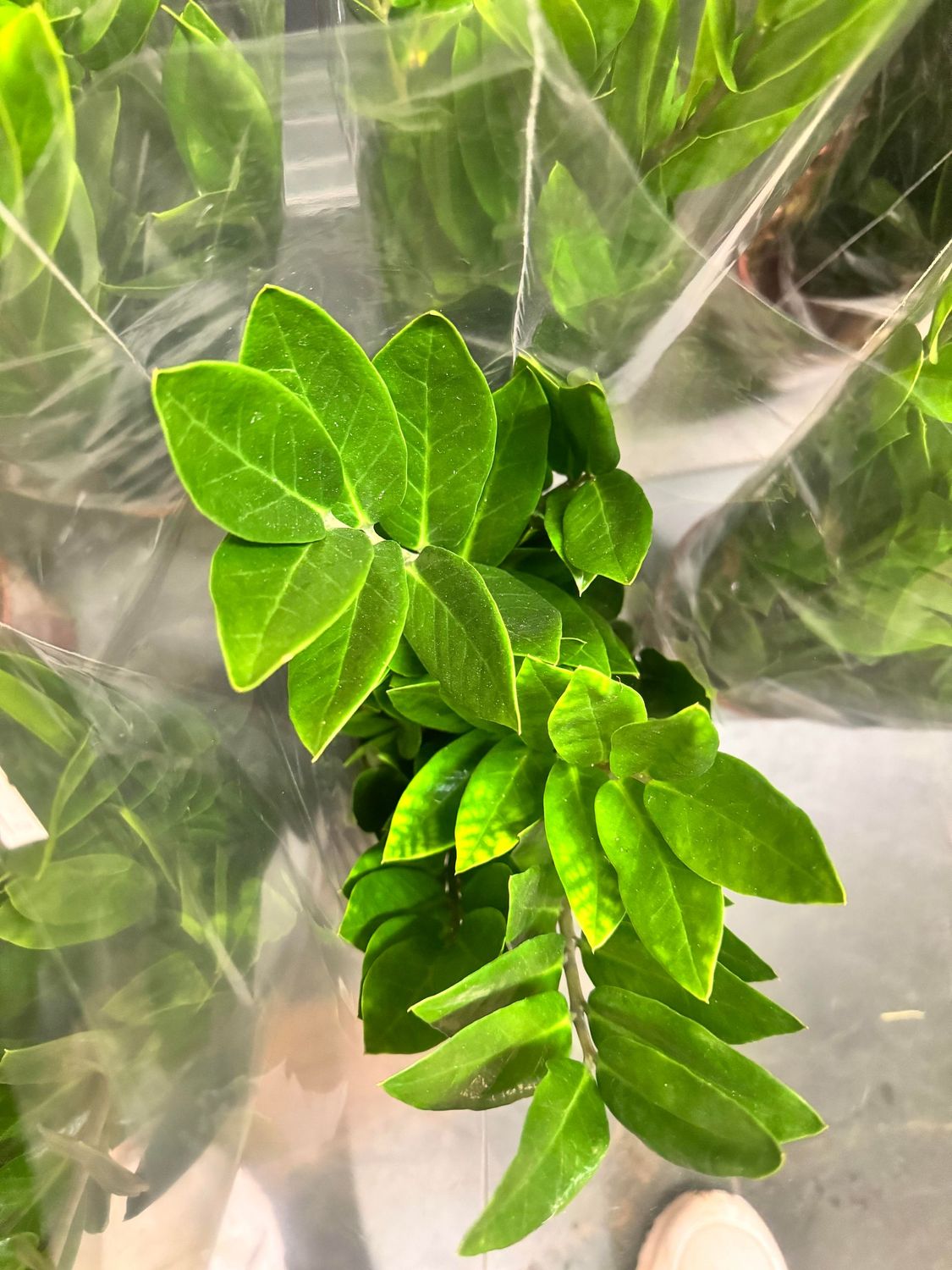 Zamioculcas Zamiifolia aka ZZ Plant