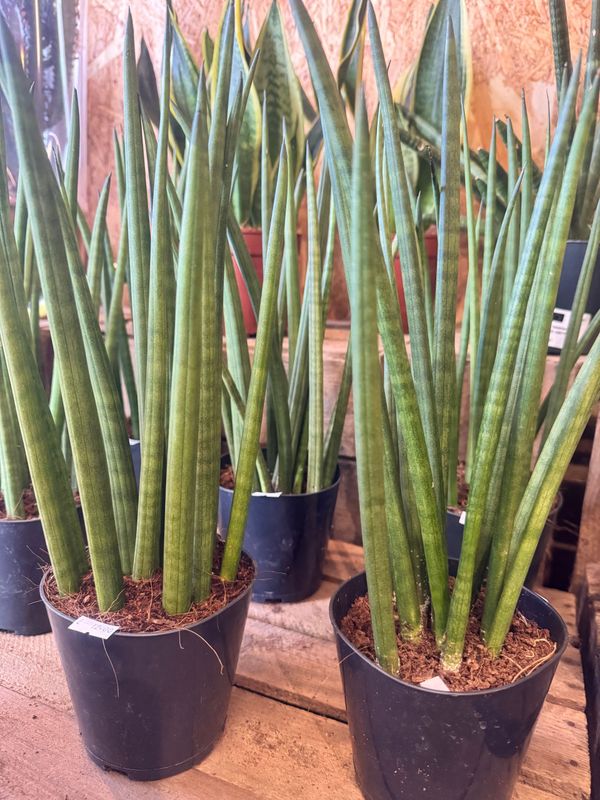 Sansevieria Cylinderica