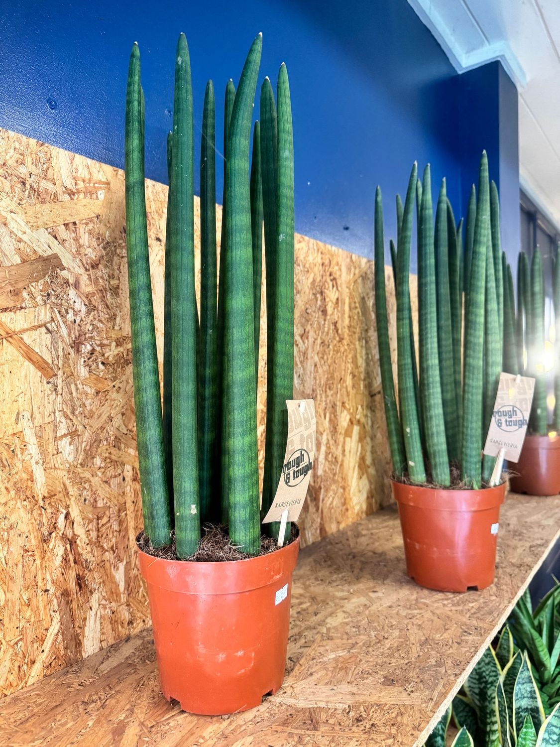 Sansevieria Cylinderica