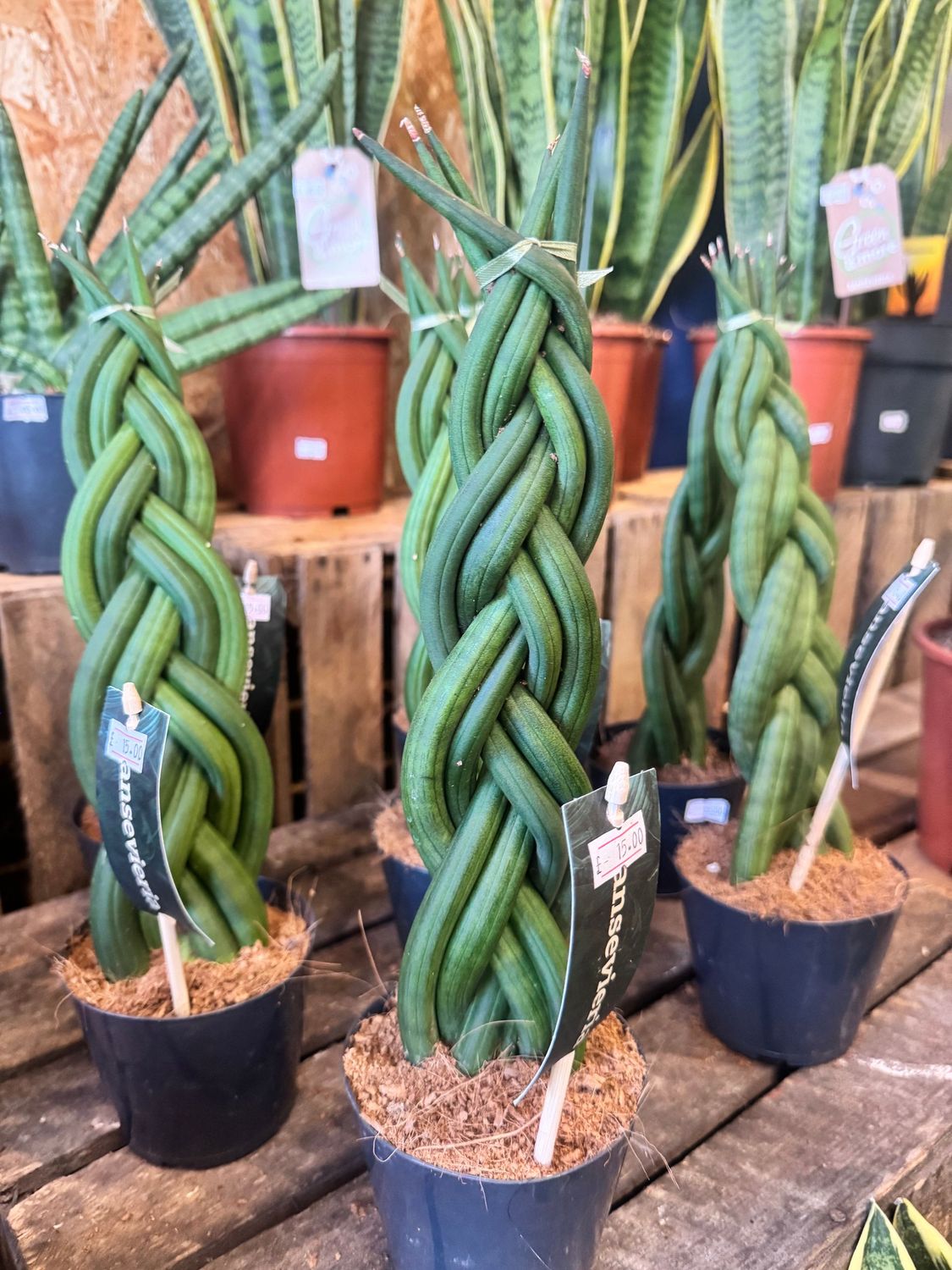 Sansevieria Cylindrica 'Twisted'