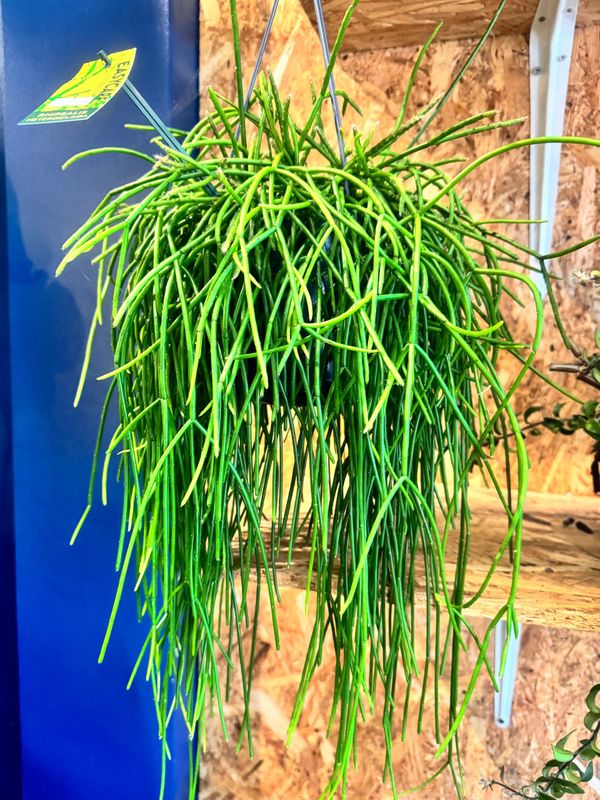 Rhipsalis Heteroclada