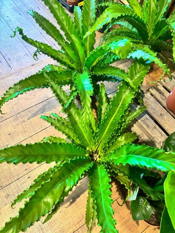 Asplenium Fern Osaka