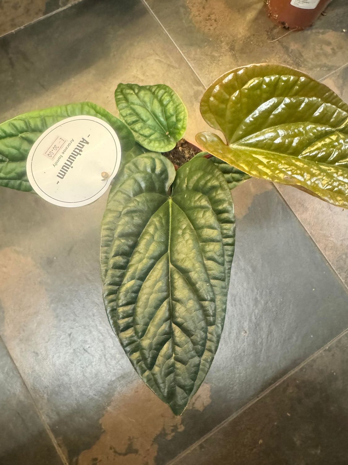 Anthurium Luxurians X Radicans