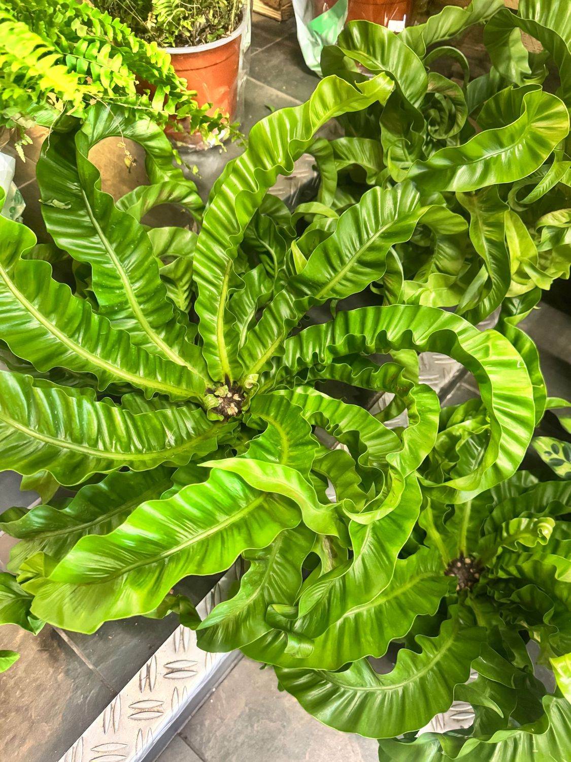 Asplenium Fern Hurricane