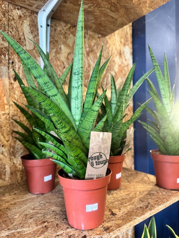 Sansevieria Tough Lady