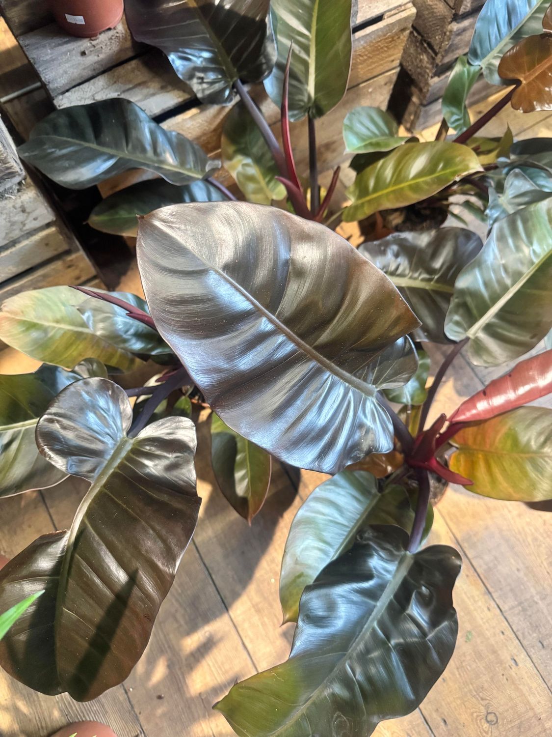 Philodendron Red Cardinal