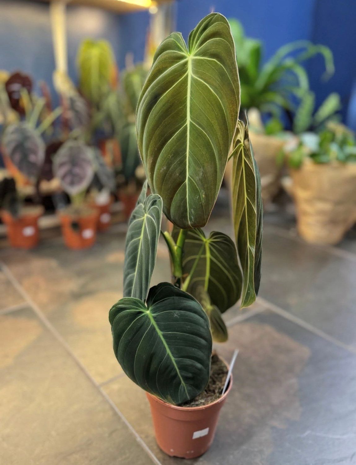 Philodendron Melanochrysum
