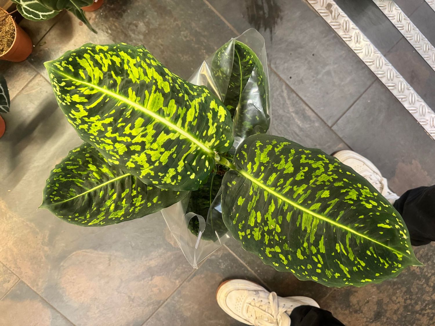 Dieffenbachia Reflector