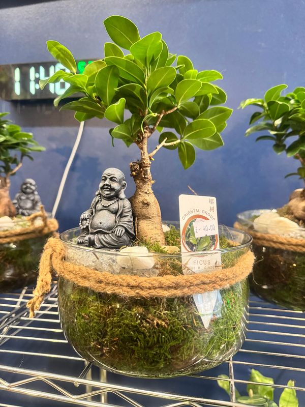 Bonsai (Ficus Ginseng) in Glass Bowl