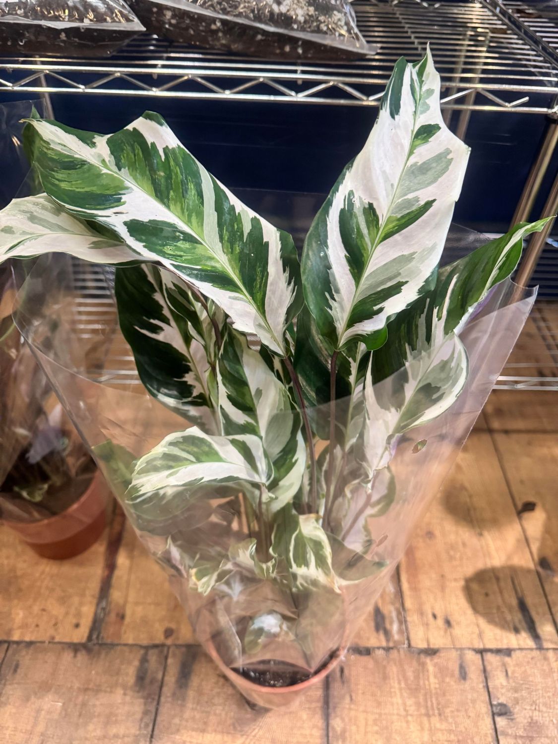 Calathea White Fusion