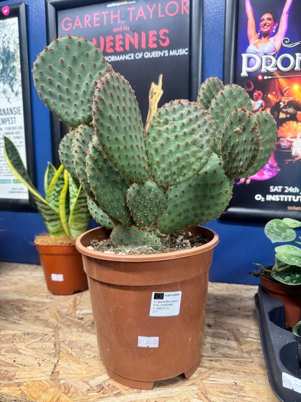 Opuntia Cactus