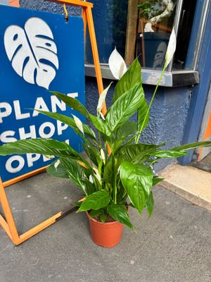 Classic Houseplants
