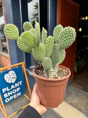 Cacti & Succulents