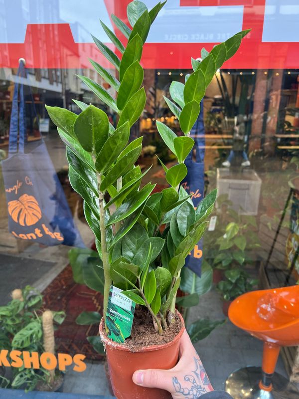 Zamioculcas Zamiifolia aka ZZ Plant 14cm 60cm H