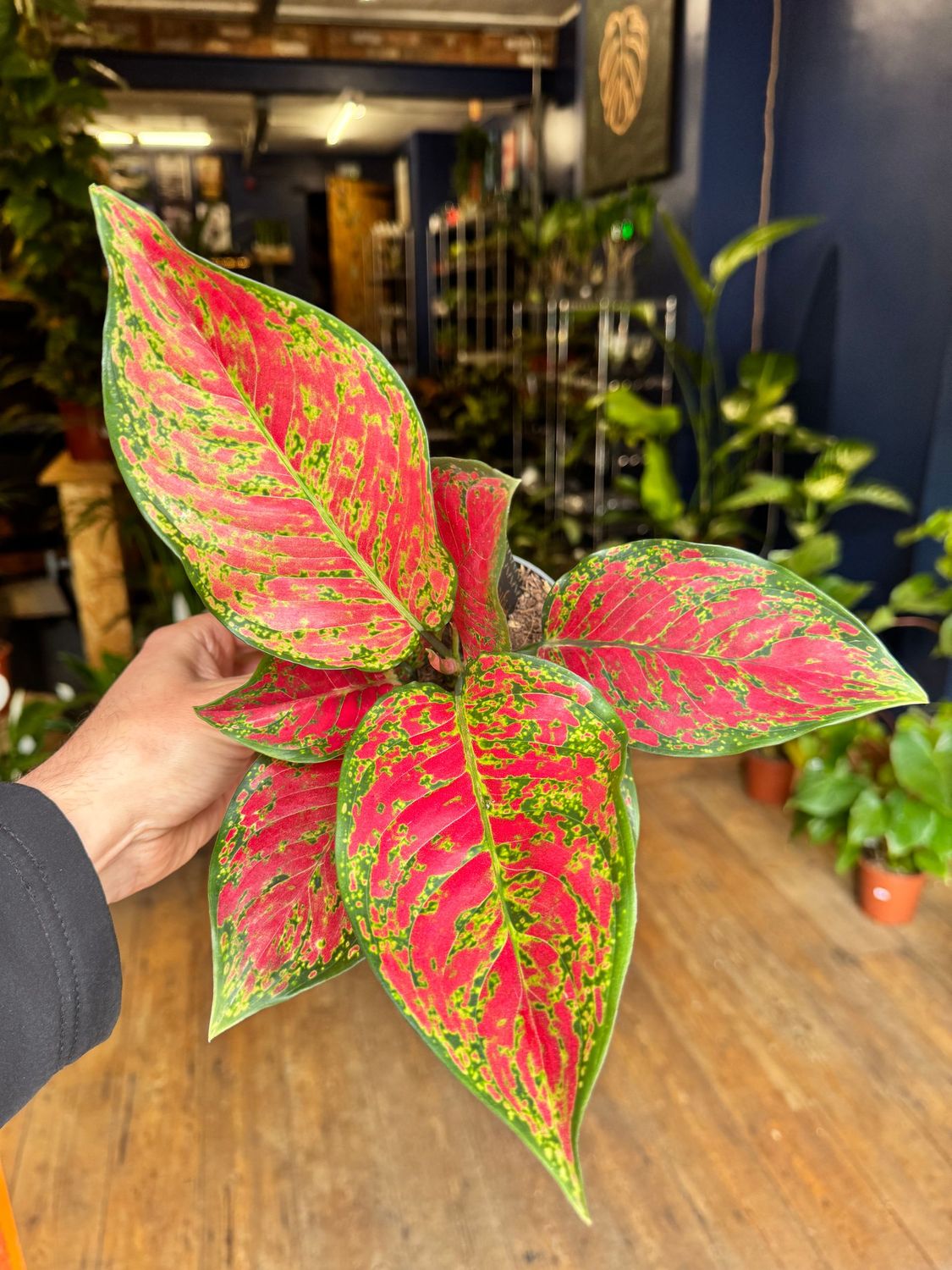 Aglaonema Coral Red